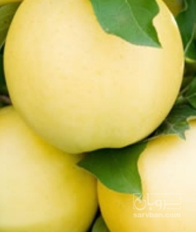 فروش سیب زرد