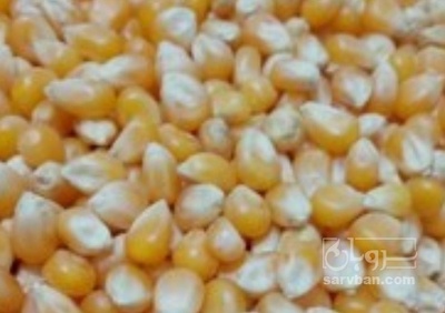 فروش ذرت پفیلا