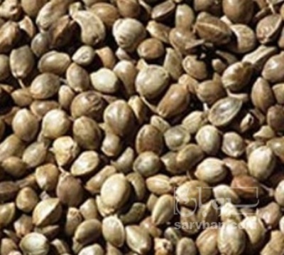 فروش شاهدانه (گیاه‌ دارویی)