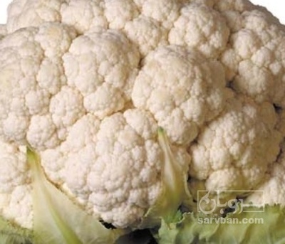 فروش گل کلم