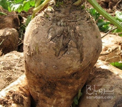 فروش چغندر قند