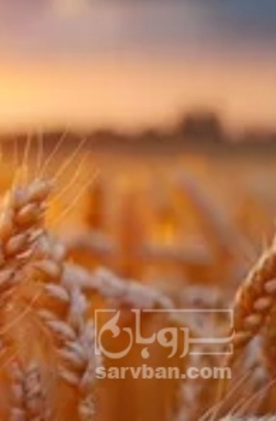 فروش گندم