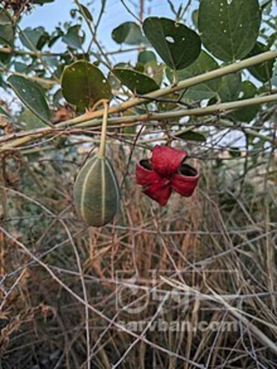 فروش کبر (گیاه‌ دارویی)