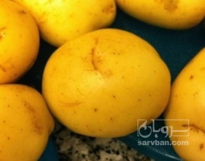 فروش سیب زمینی بامبا