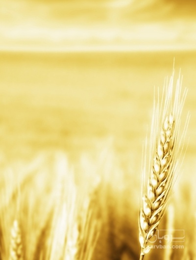 فروش گندم