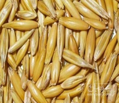 فروش جو