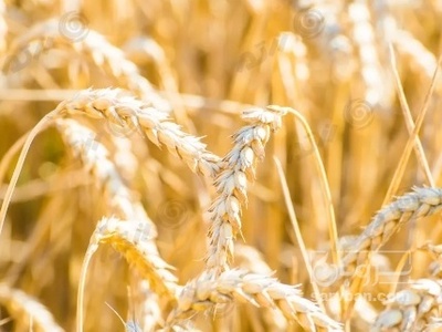 فروش گندم