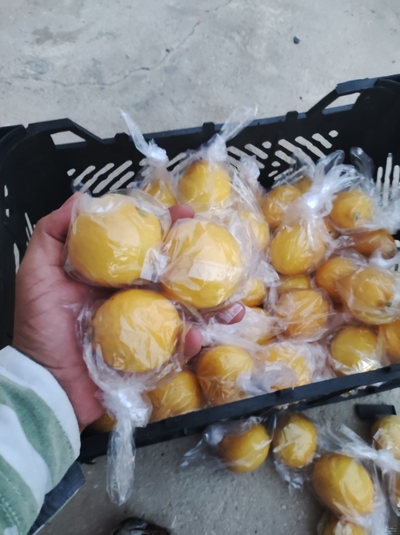 فروش لیموترش