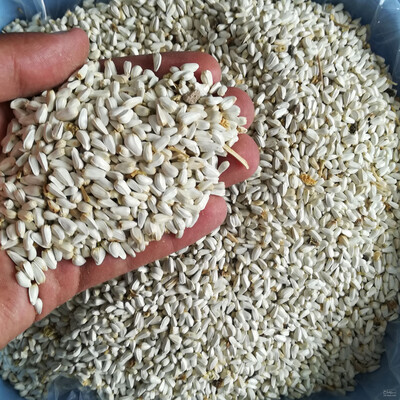 فروش بذر گلرنگ