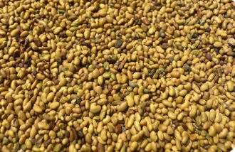 فروش بذر یونجه