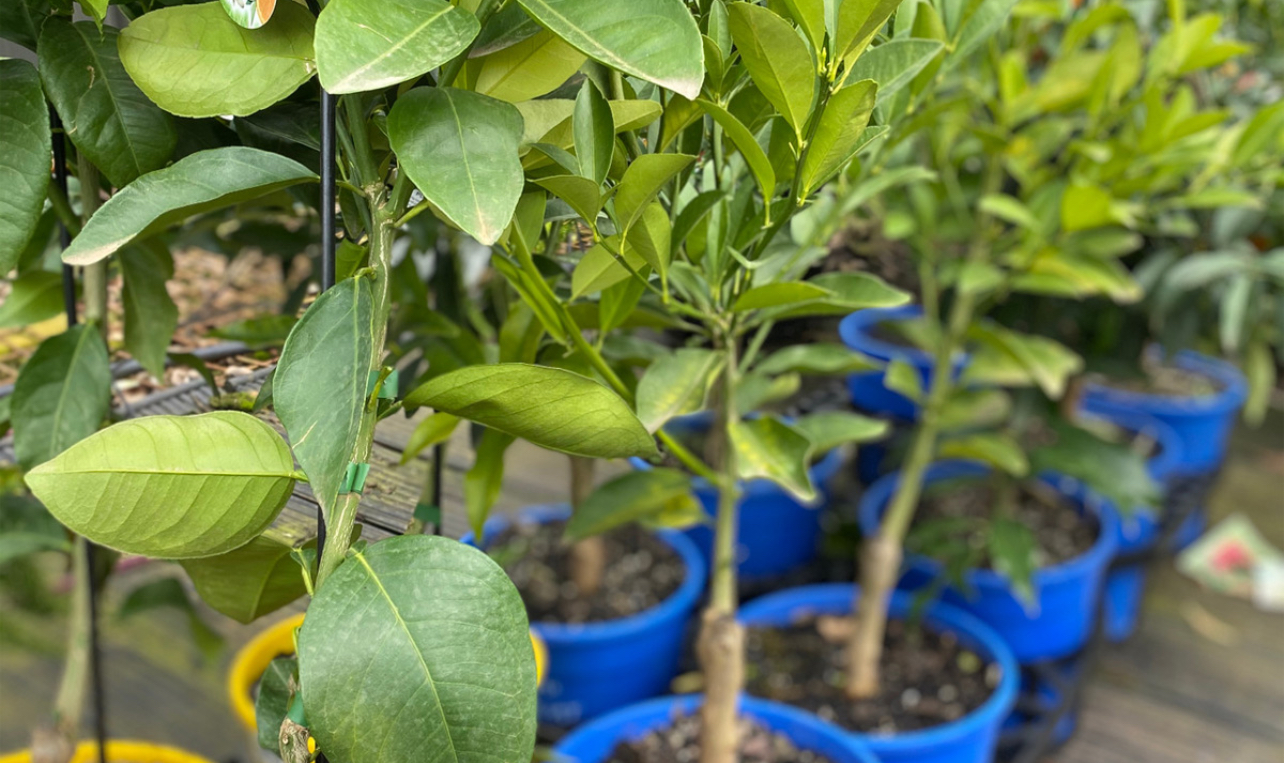 فروش نهال پرتقال خونی