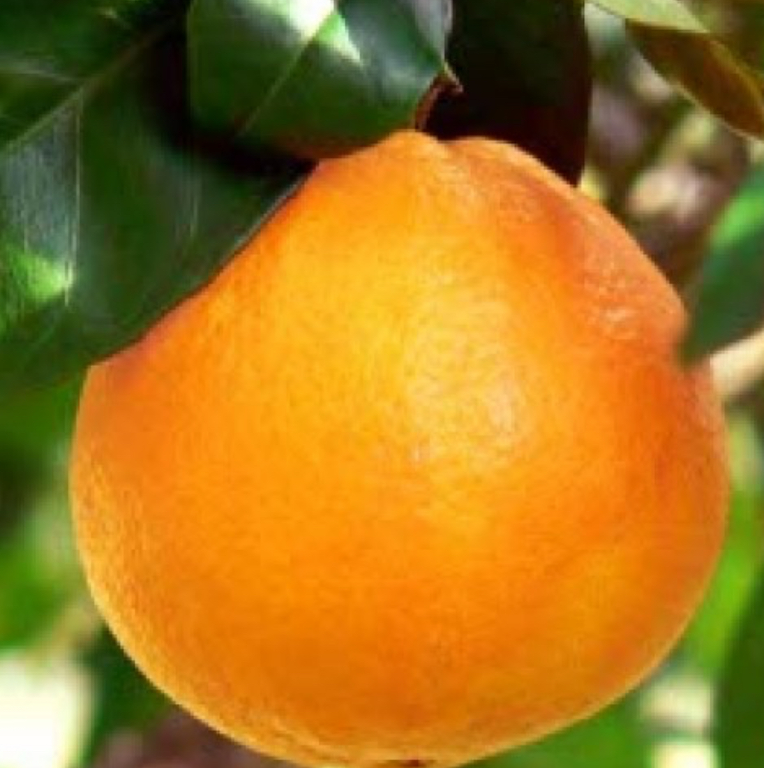 فروش پرتقال تامسون