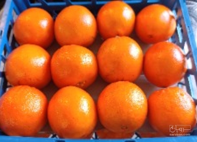 فروش پرتقال تامسون