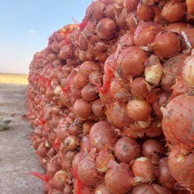 فروش پیاز زرد