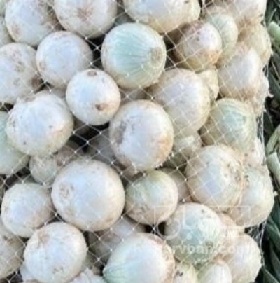 فروش پیاز سفید