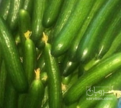 فروش خیار گلخانه ایی