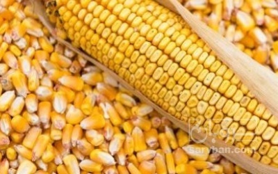 فروش ذرت خشک دانه ایی ایرانی
