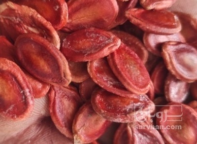 فروش تخمه ژاپنی