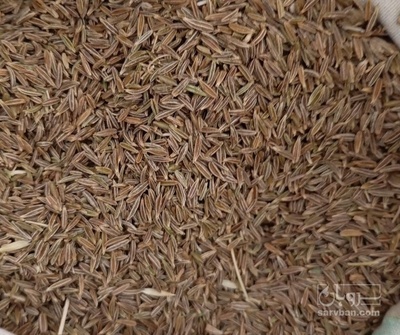 فروش زیره سبز