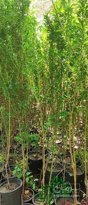 فروش نهال سیب