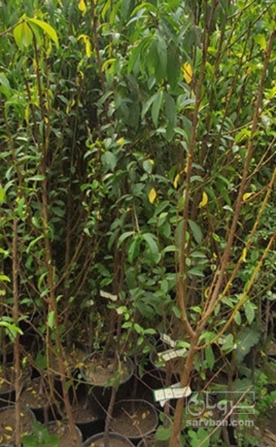 فروش نهال زردآلو