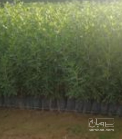 فروش نهال شلیل