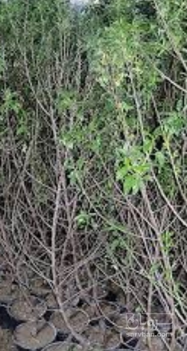 فروش نهال به