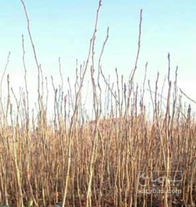 فروش نهال آلو سیاه