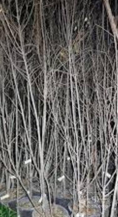 فروش نهال آلو زرد