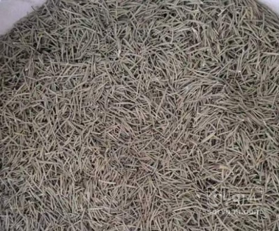 فروش رزماری (گیاه‌ دارویی)