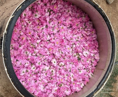 فروش عرق گلاب