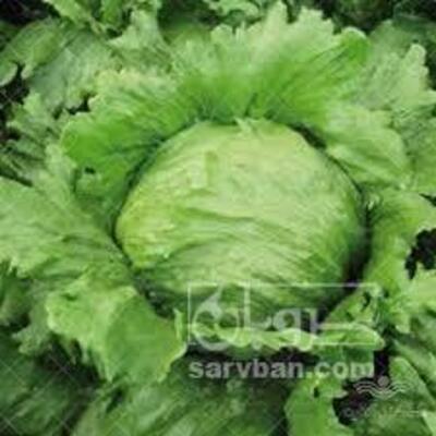 فروش کاهو ایسبرگ - آیسبرگ