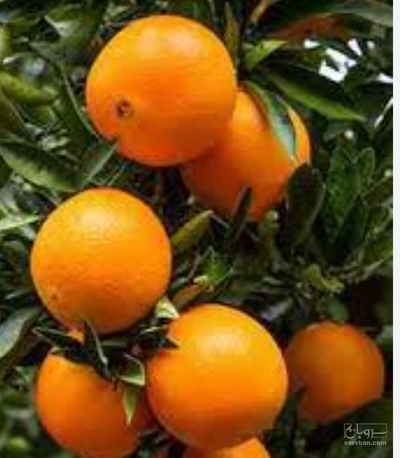 فروش پرتقال تامسون