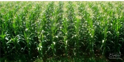 فروش ذرت چاپر-سیلاژ
