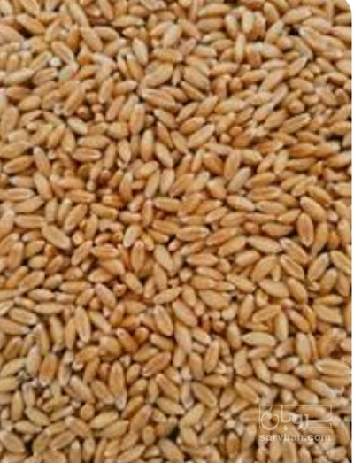 فروش گندم آبی