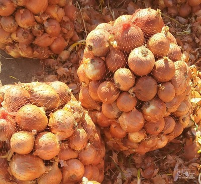 فروش پیاز زرد