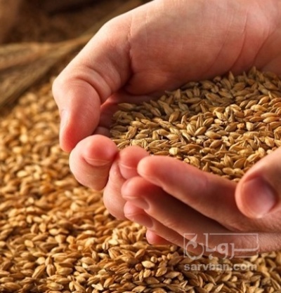 فروش گندم