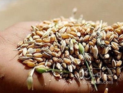 فروش گندم