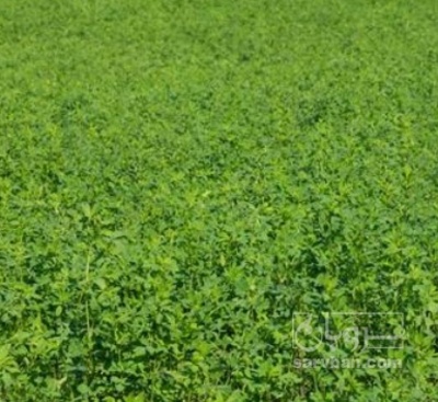 فروش یونجه