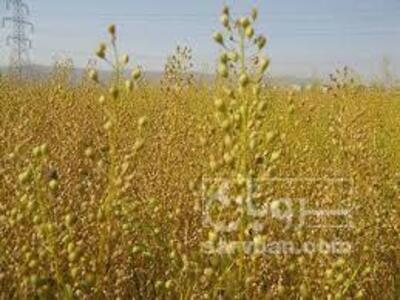 فروش کاملینا (کتان‌کش)