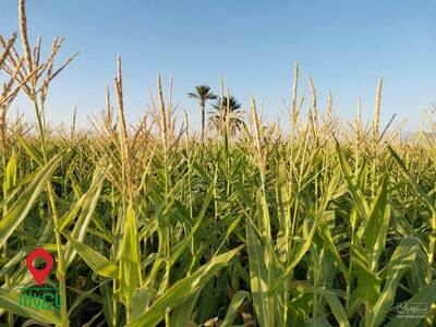 فروش ذرت علوفه‌ای