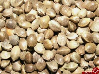 فروش شاهدانه (گیاه‌ دارویی)