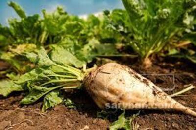 فروش چغندر قند