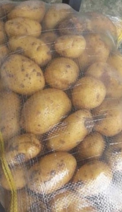 فروش سیب زمینی اگریا