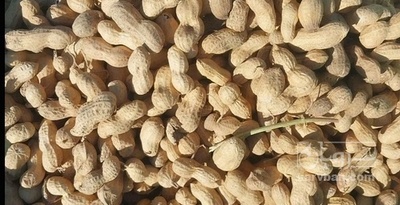 فروش بادام زمینی با قلاف