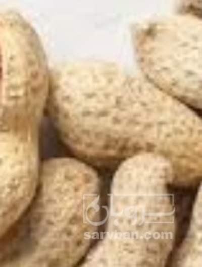 فروش بادام زمینی با قلاف