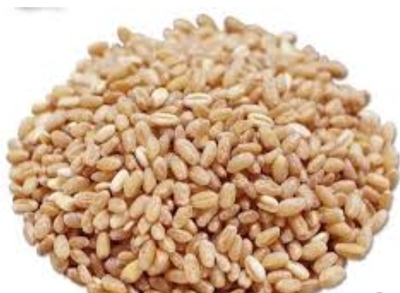 فروش گندم آبی
