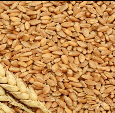 فروش گندم آبی