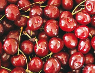 فروش آلبالو