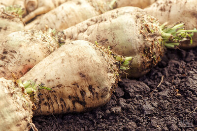 فروش چغندر قند